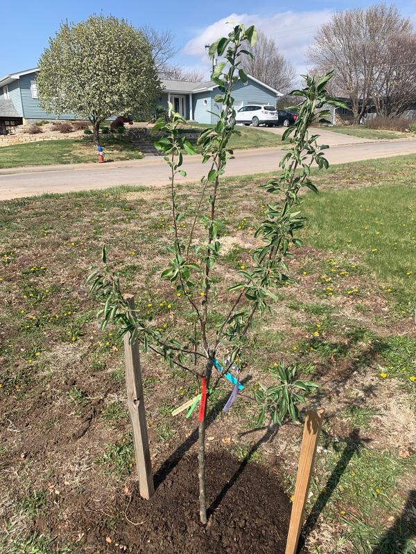 Fuji Apple Tree  Grow Organic Apples At Home - PlantingTree