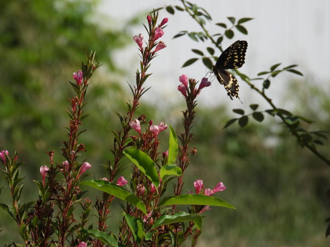 Weigela, Green Foliage 'Sonic Bloom® Pure Pink