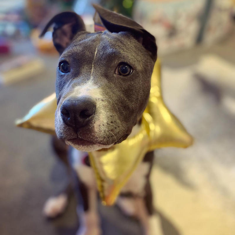 Dog Food Reviews 🐶 Scratch Pet Food