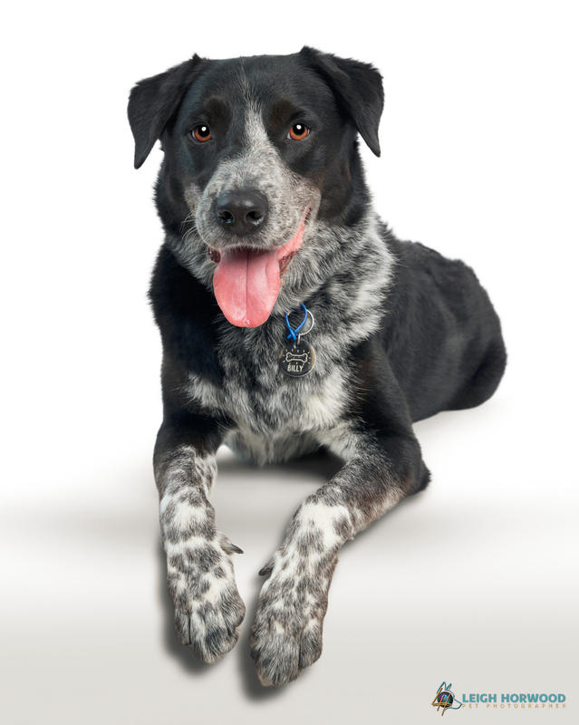 Dog Food Reviews 🐶 Scratch Pet Food