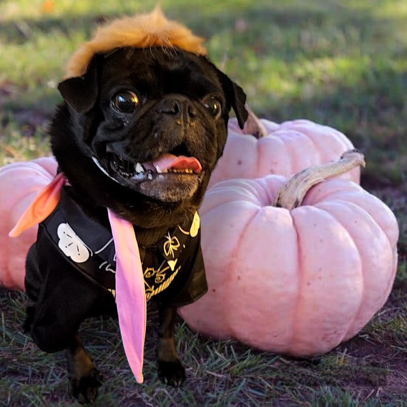 Black pug hotsell halloween costume