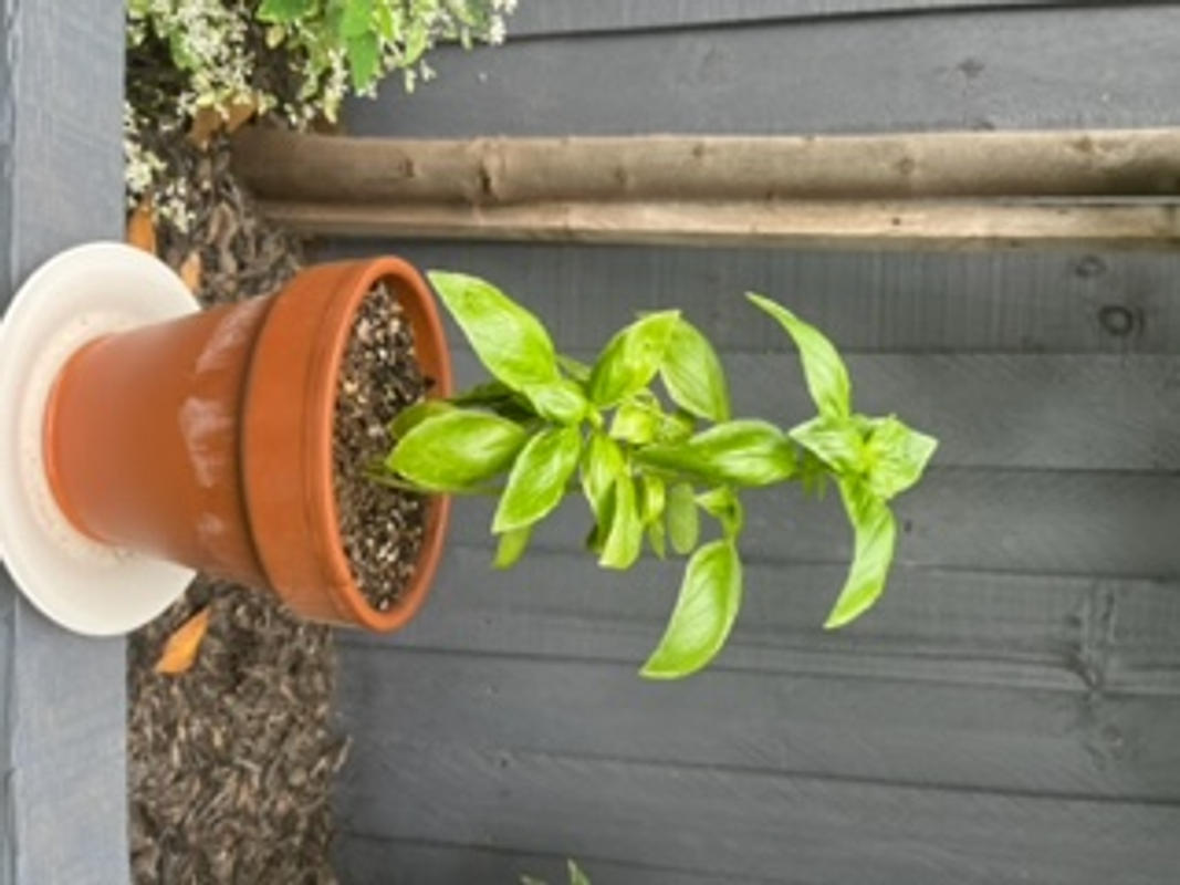 Organic Sweet Basil Ocimum basilicum Plant Mudbrick Herb Cottage