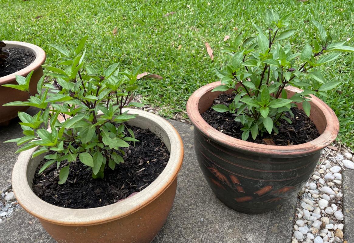 Organic Thai Basil Plant Mudbrick Herb Cottage