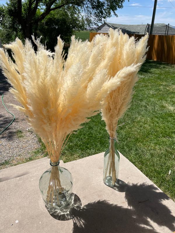 Koyal Wholesale Real Dried Pampas Grass Decor Plumes, 28-32 Inches, White Color, Bulk of 96 Pcs Ornamental Grass