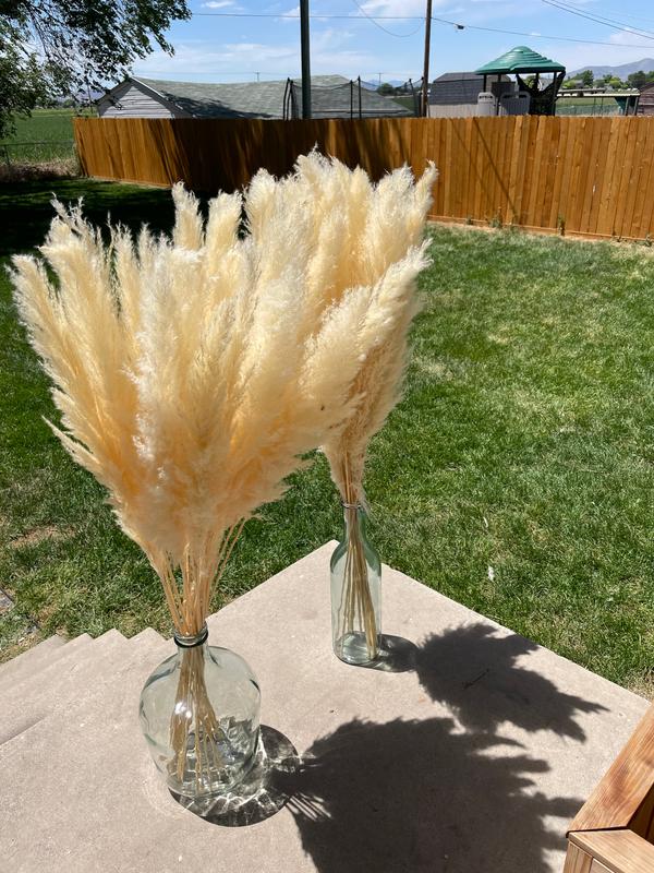 Koyal Wholesale Real Dried Pampas Grass Decor Plumes, 28-32 Inches, Natural Cream Color, Bulk of 96 Pcs Ornamental Grass, Beige