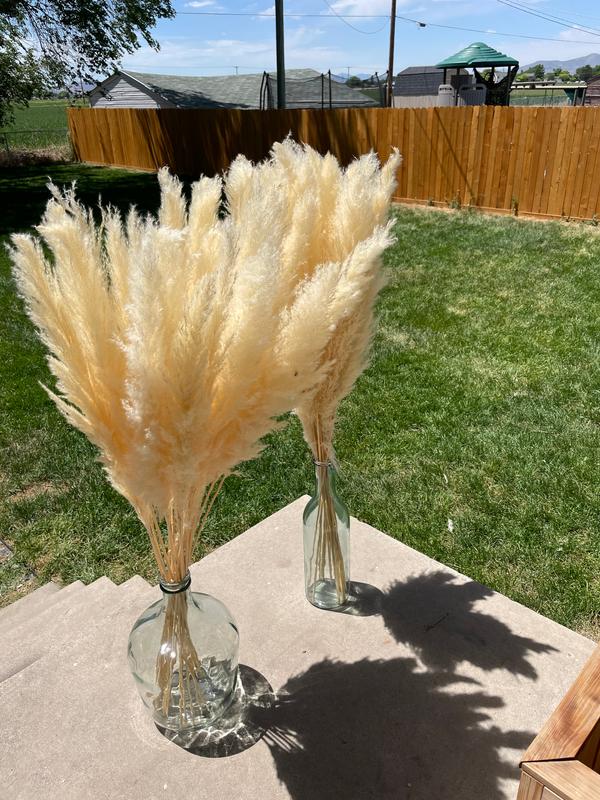 Koyal Wholesale Real Dried Pampas Grass Decor Plumes, 28-32 Inches, White Color, Bulk of 96 Pcs Ornamental Grass