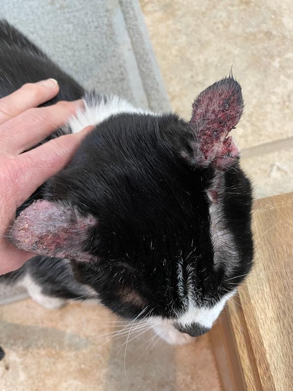 Cat and Dog Ear Infection NHV Ear Infections Gold Care Kit