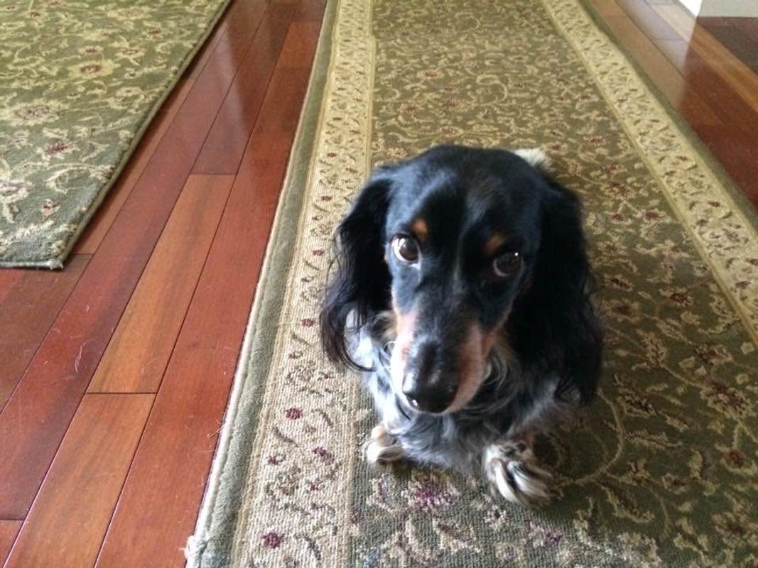 Trimsessie met Jack: de Aussie in de spotlight, image size:1067x800