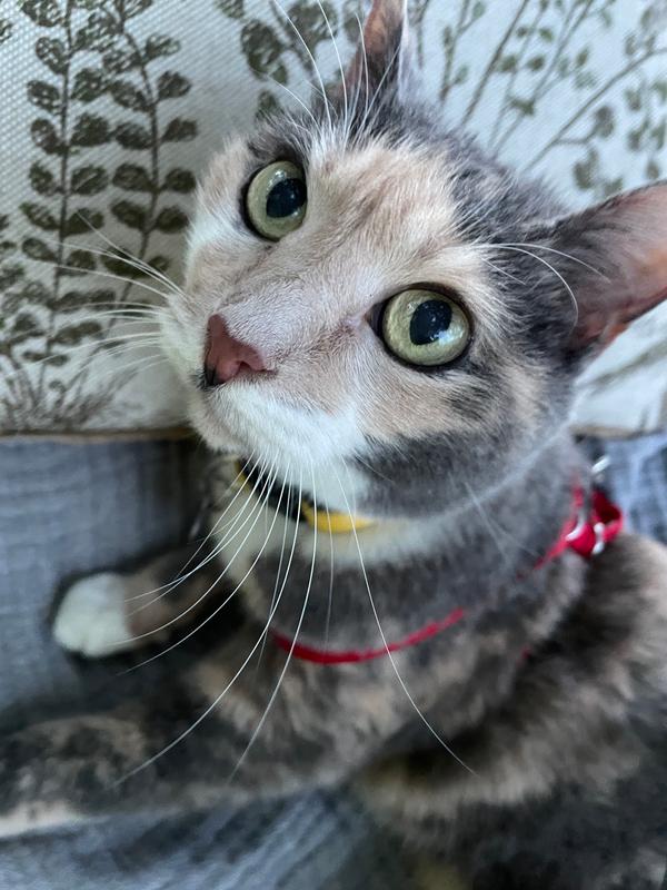 Resthyro Feline Hyperthyroidism Remedy NHV Pet