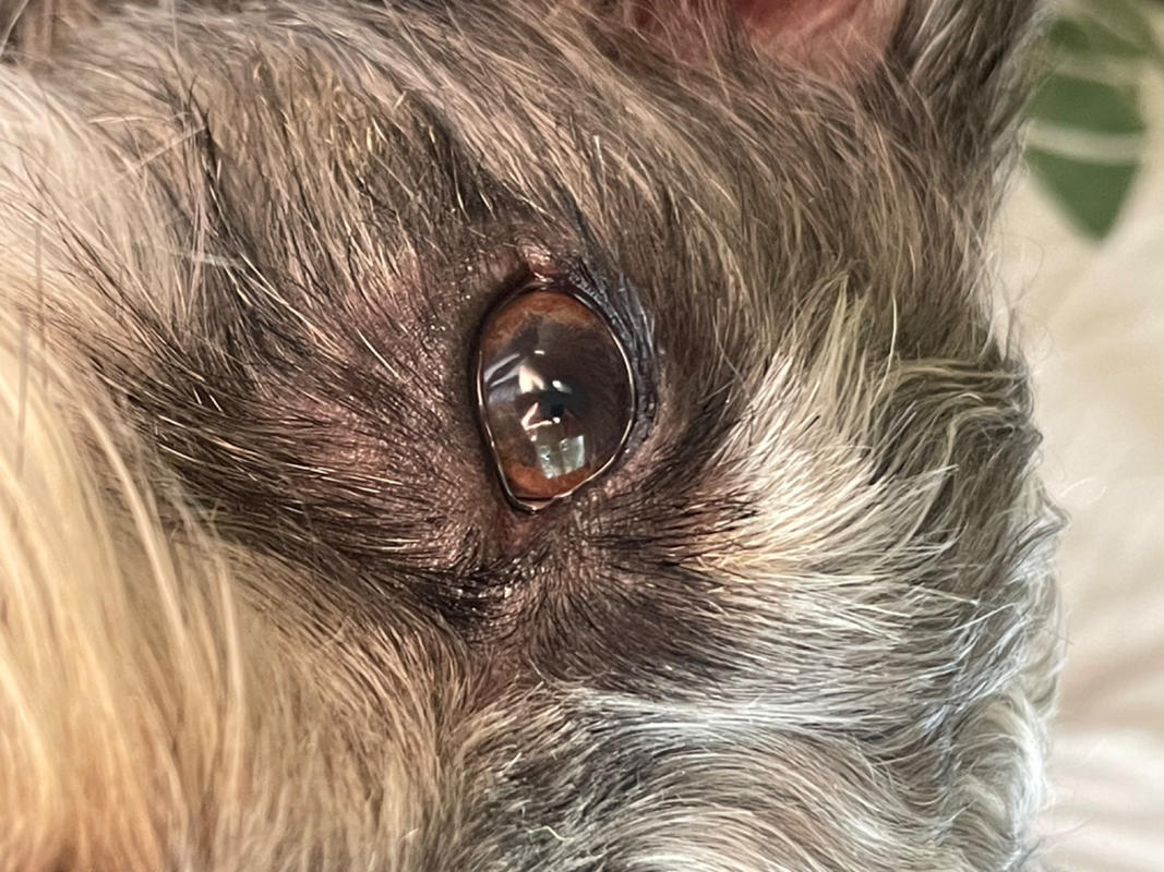 Supplements for dry eye clearance in dogs