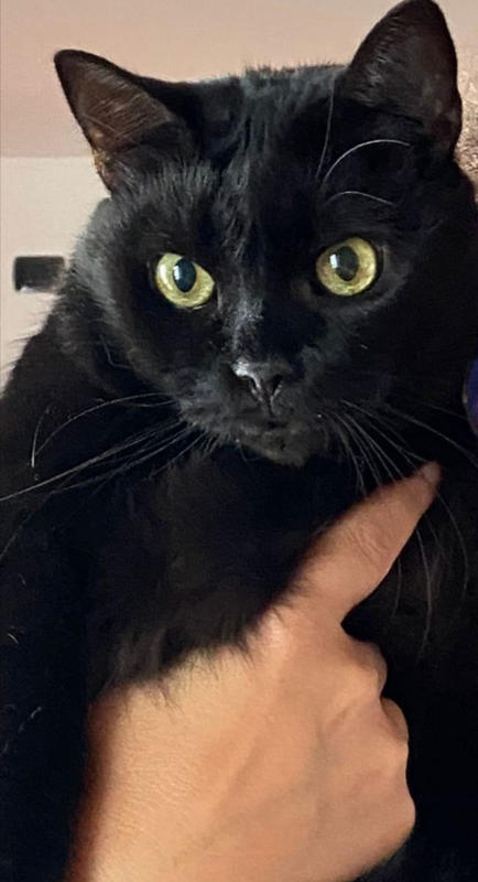 Natural Deworming For Dogs, Cats, Puppies And Kittens In Online - Foto 9