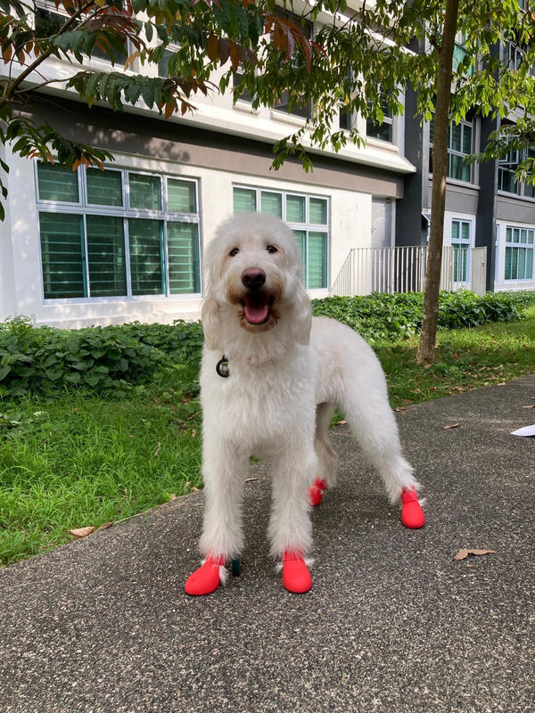 Goldendoodle boots best sale