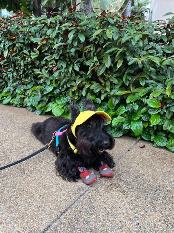 Ruffwear Grip Trex™ All-Terrain Dog Boots Set of