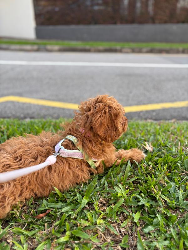 Zee Dog Softer Walk Harness | Peach