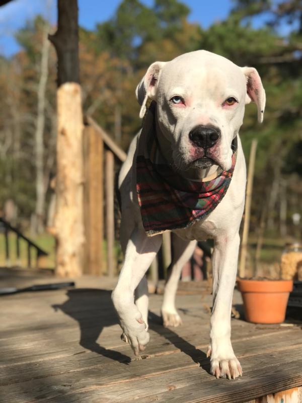 Free Range Supplements And Nutrition Reviews Free Range Hip & Joint Supplement for Dogs - Alpha Dog Nutrition