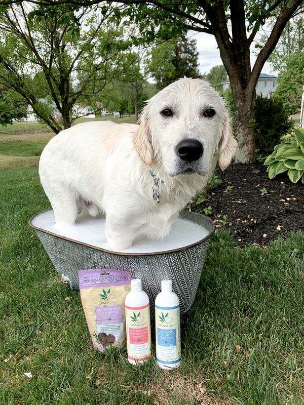 Dog shedding shampoo clearance reviews