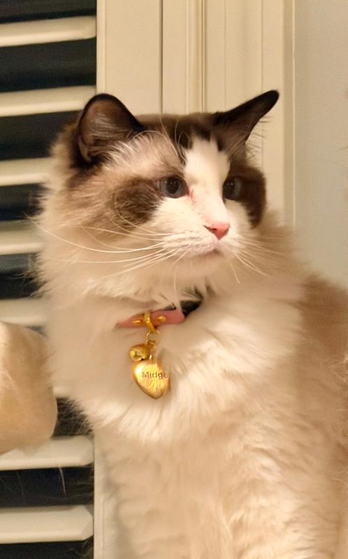 Heart Pet ID Tag – Engraved Personalized Cat Name Tag | Pawsome