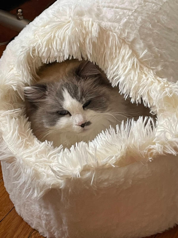 カラ猫の洞窟 | Pawsome Couture®
