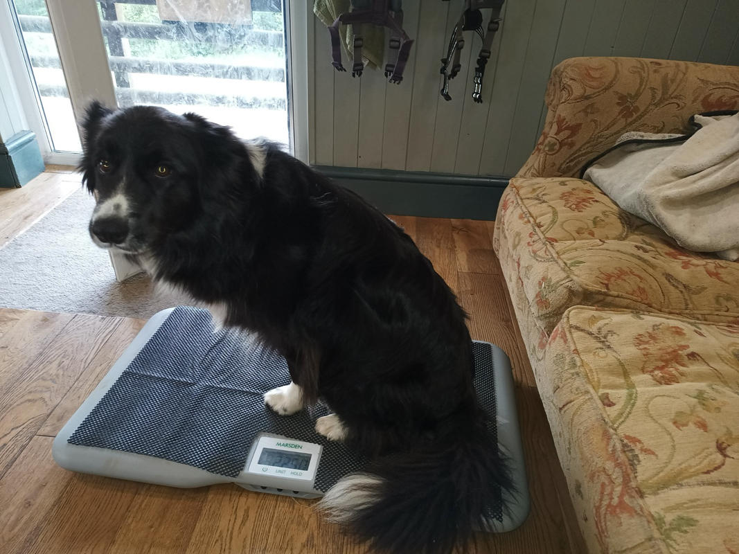 How to Weigh Your Dog at Home, Marsden Weighing