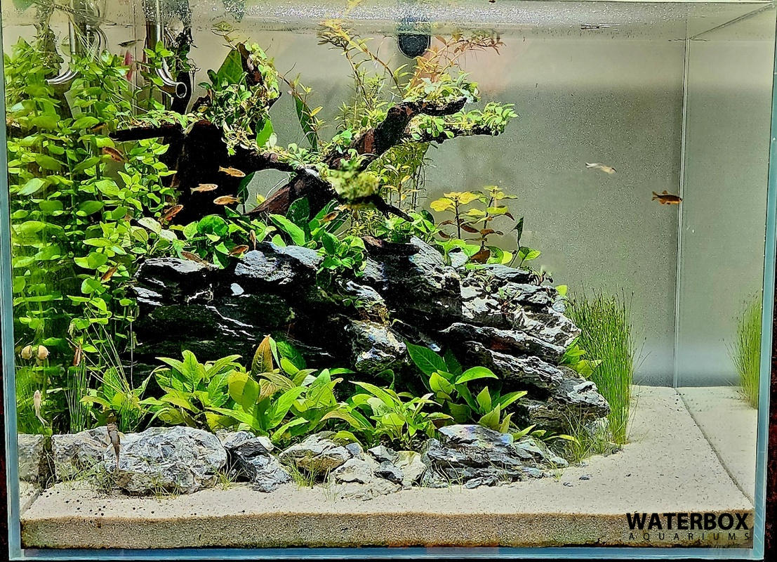 CLEAR 7225 – Waterbox Aquariums