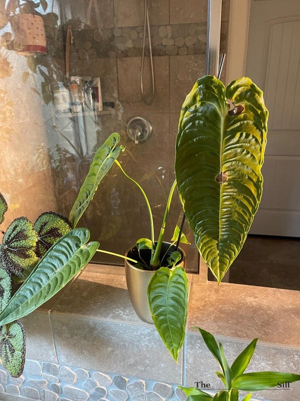 Anthurium Veitchii aka King Anthurium | Rare Houseplants for