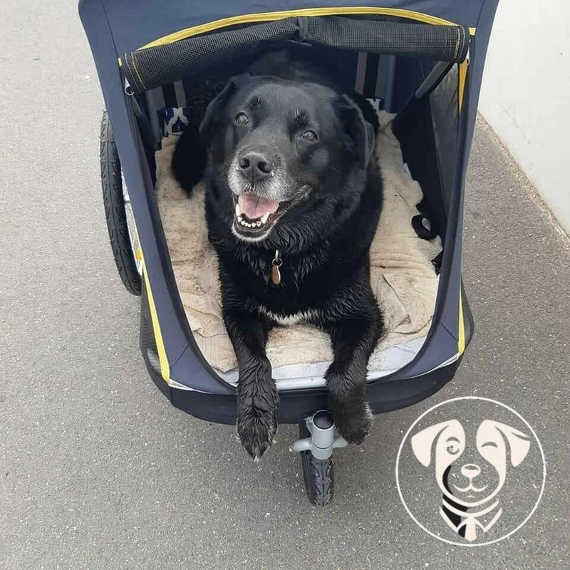 Innopet Hercules 2.0 Large Dog Pram Dog Bike Trailer UK IPS 060