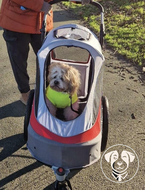 Innopet sporty dog stroller 2025