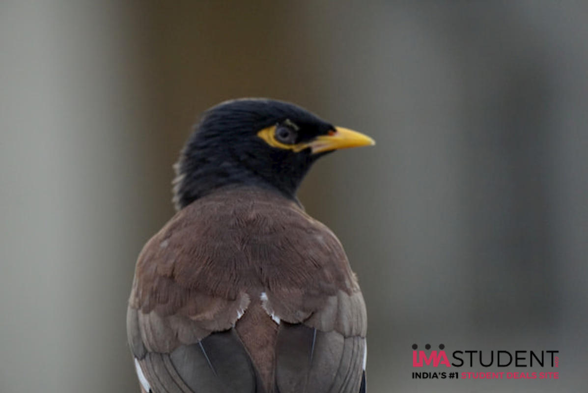 Sony E 70-350mm F/4.5-6.3 G OSS Lens | LCE