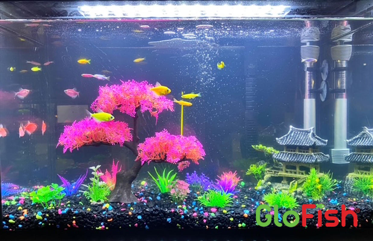 Decorated 20 Gallon Fish Tank 30 Gallon Fish Tank GloFish 20