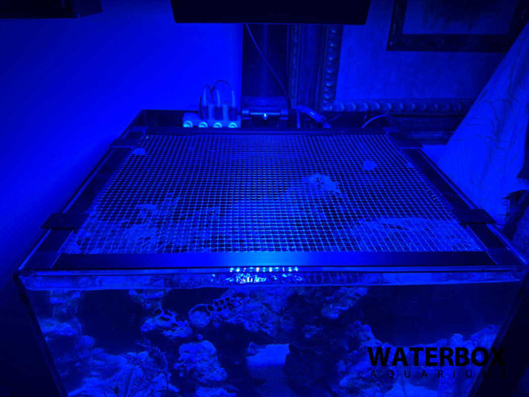 Aquarium Mesh Lid for Waterbox Cube 10, Jump Guard, Polycarbonate