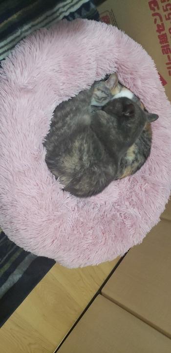 Splentify Comfy Calming Dog/Cat Bed Review