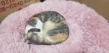 Splentify Comfy Calming Dog/Cat Bed Review