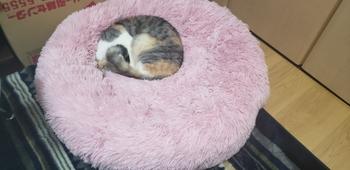 Splentify Comfy Calming Dog/Cat Bed Review