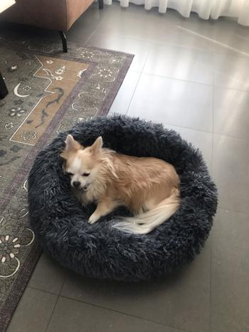 Splentify Comfy Calming Dog/Cat Bed Review