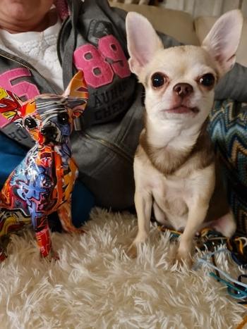 Splentify ArtZ® Chihuahua Graffiti Painted Statue Review