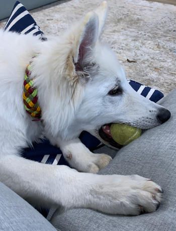 Native Collars Waterproof Custom Paracord Collar  - Your own design! Review