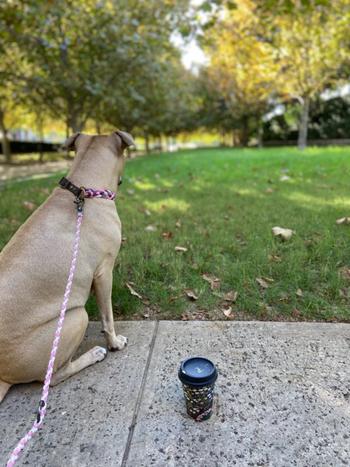Native Collars Multi-Functional Leash Light-weight Review