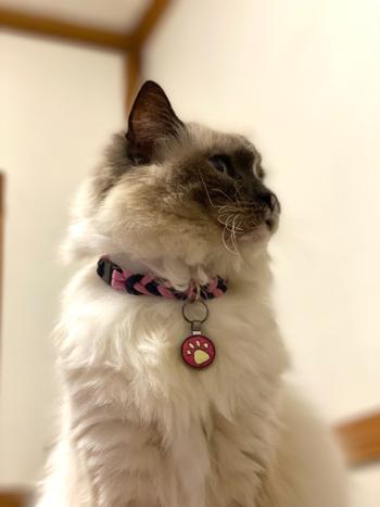 Native Collars Cat Paracord Collar Review