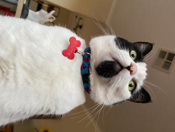 Native Collars Cat Paracord Collar Review