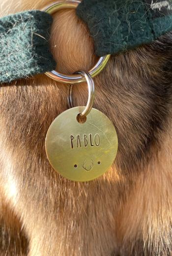 Native Collars Native Dog Tag Review