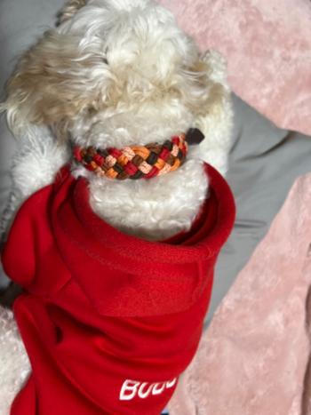 Native Collars Outback Paracord Collar Review