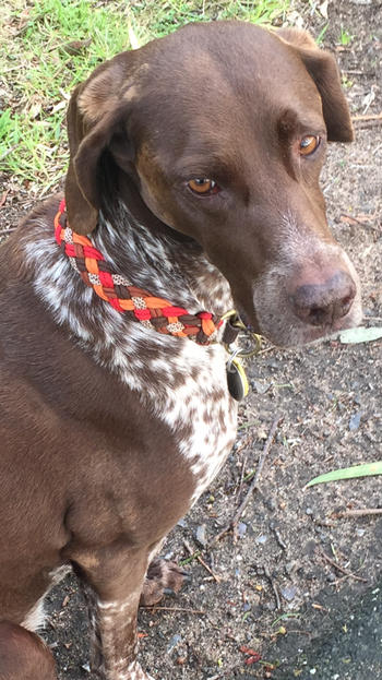 Native Collars Outback Paracord Collar Review