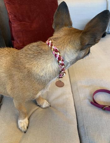 Native Collars Tiny Dog -  Pink Lake Paracord Collar Review
