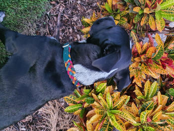 Native Collars Waterproof Custom Paracord Collar  - Your own design! Review