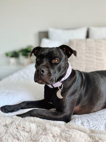 Native Collars Pastel Paracord Collar Wildwoods - LIMITED EDITION Cottoncandy Review