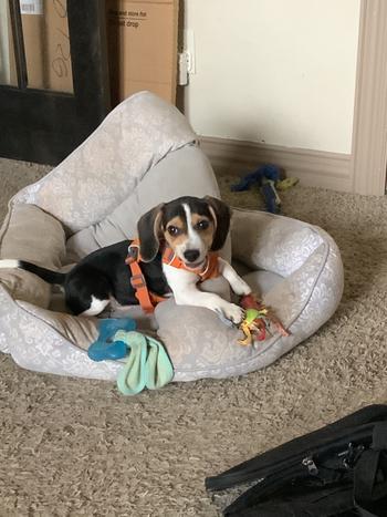 Dog Potty Training Puppy Potty-Training Guide (DIGITAL E-BOOK) Review