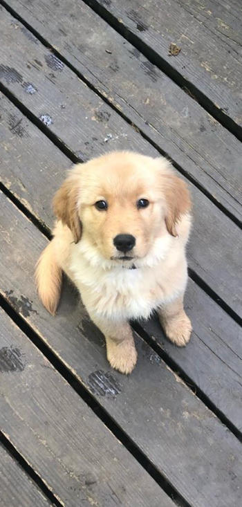 Dog Potty Training Puppy Potty-Training Guide (DIGITAL E-BOOK) Review