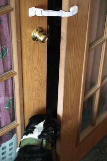 Door Buddy Door Buddy® Dog Plus Door Stopper Review