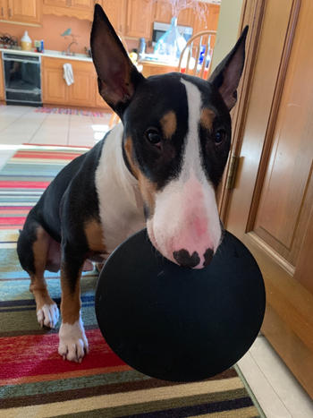 Monster K9 Dog Toys Aero Disc Review