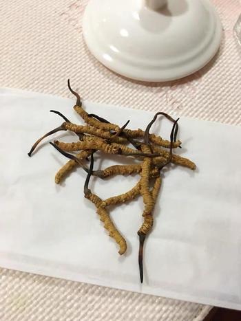 Cordyceps Land Wild Tibet Cordyceps Sinensis Review